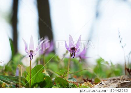 Kataki's flower Shimizuyama Forest Kataki's flower Shimizuyama Forest 39442983