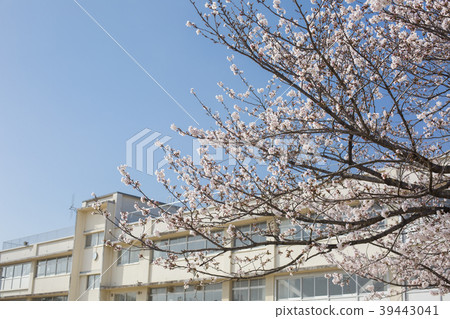 Cherry blossoms and school building 39443041