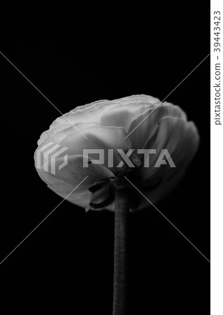 Back of the ranunculus 39443423