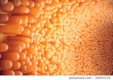 3D illustration close-up Intestinal villi 39443539