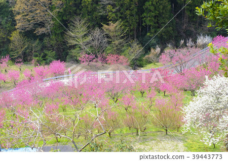 開花的桃子桃子 39443773