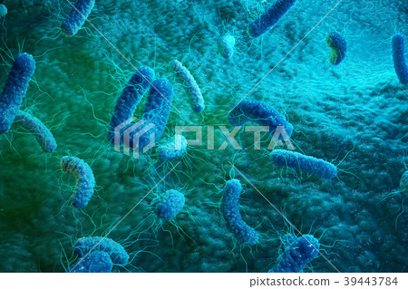 Enterobacterias Gram negativas Proteobacteria 39443784