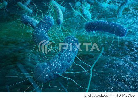 Enterobacterias Gram negativas Proteobacteria 39443790