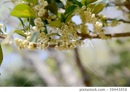 Sakaki flowers 39443858