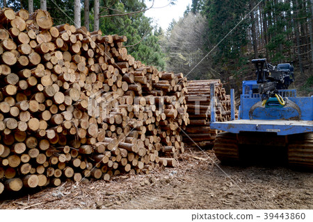 Thinned forest Thinned forest 39443860