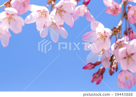 [春天形象]櫻花（吉野森美）開花 39443888