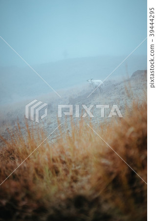 Mountain goat in the foggy meadow. Mysterious high 39444295
