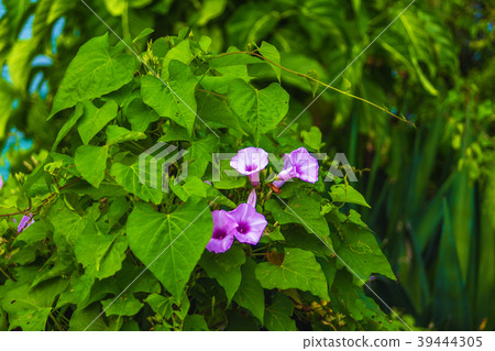 Convolvulus flower violet Convolvulus flower violet 39444305