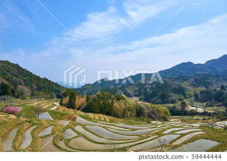 Spring In Oyama Senmaida Chiba Prefecture Stock Photo