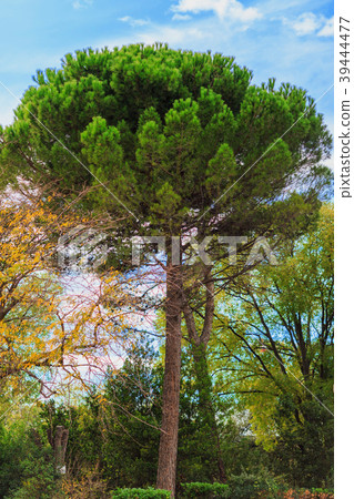 green pine tree on blue sky background 39444477