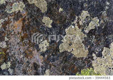 background, texture: surface of a granite boulder background, texture: surface of a granite boulder 39444563