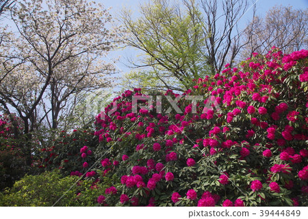 A forest where stone flower blooms A forest where stone flower blooms 39444849