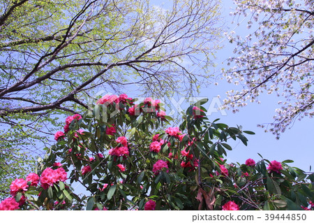 Stony flower covered with cherry blossoms and fresh green 39444850