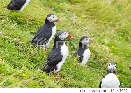 Paffin in Heimaey Island, Iceland 39445052