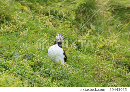 Paffin in Heimaey Island, Iceland 39445055