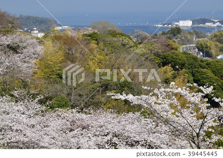 Sakura and Yokosuka Port in Prefectural Tsukayama Park [Kanagawa Prefecture] 39445445