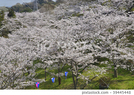 Yokosuka City Tsukayama Park, cherry blossoms in full bloom 39445448