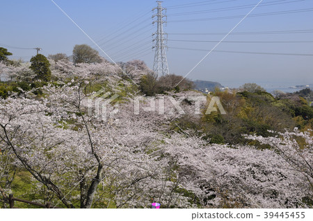 Cherry blossoms in Yokosuka City Tsukayama Park 39445455