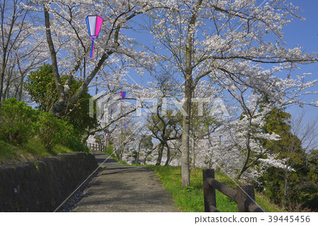 Cherry blossoms in Yokosuka City Tsukayama Park 39445456