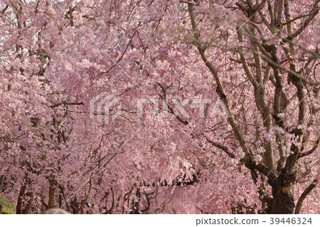 Hill of Hokuriku Fudoki Hill of Hokuriku Fudoki 39446324