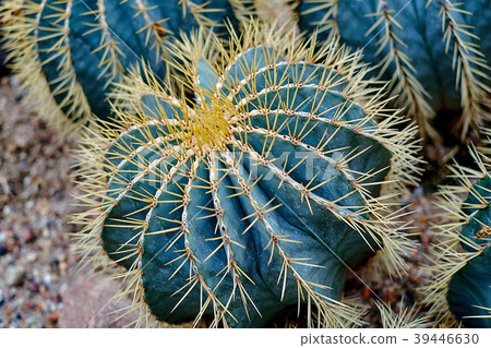 Round shaped cactus. Round shaped cactus. 39446630