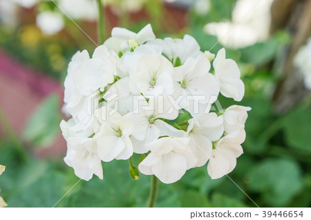 White Geranium flower in a garden. 39446654
