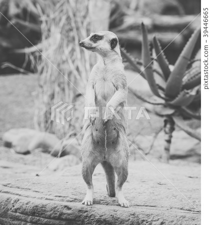 One meerkat looking around. One meerkat looking around. 39446665