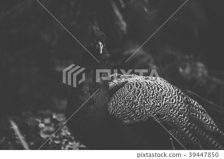 Beautiful peacock outdoors in the daytime. 39447850