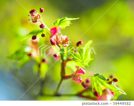 Young leaves and flowers of Iohamomojiji Young leaves and flowers of Iohamomojiji 39449582