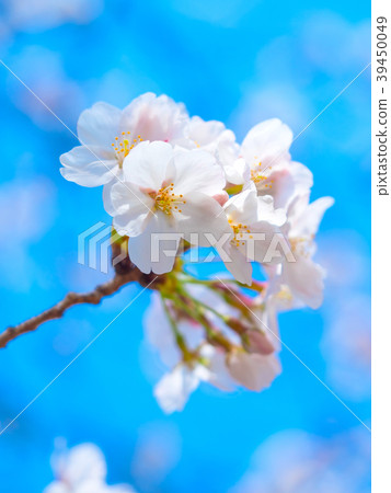 Petals of Yoshino cherry tree 39450049