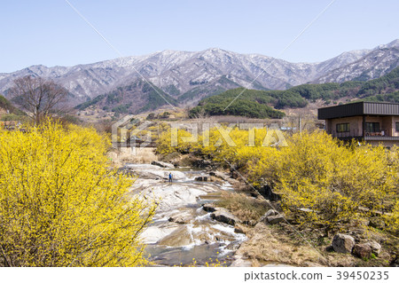 Mountain oil, Gurye-gun, Jeonnam 39450235