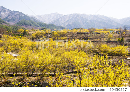 Mountain oil, Gurye-gun, Jeonnam 39450237