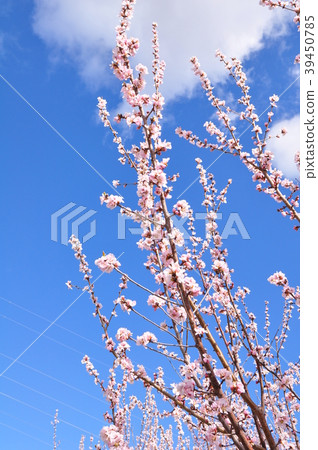 在藍天的Rotozakura 在藍天的Rotozakura 39450785
