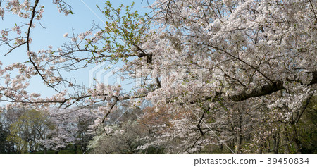 Somei Yoshino 58 Somei Yoshino 58 39450834