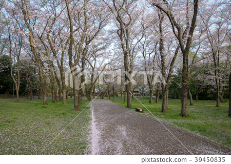 Somei Yoshino 59 Somei Yoshino 59 39450835