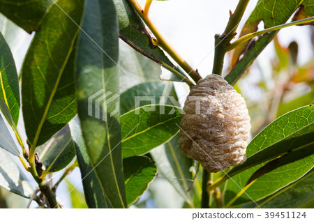 Mantis eggs on a laurel tree 39451124