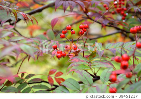 Nanakamado水果 39451217