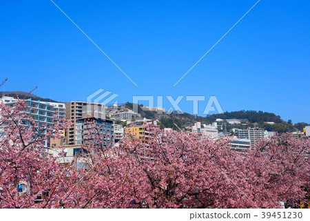 Kawazu櫻花盛開在熱海岸邊 39451230