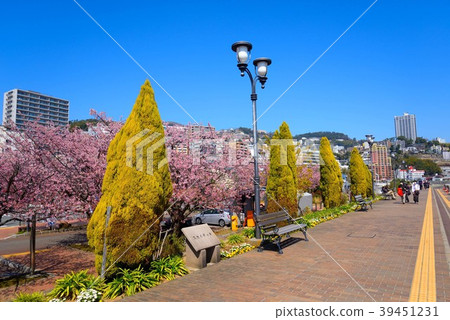 Kawazu櫻花盛開在熱海岸邊 39451231