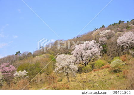 Kawanishi City Edgawan cherry blossoms of Kurokawa Kawanishi City Edgawan cherry blossoms of Kurokawa 39451805