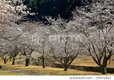 Tamai palace 39452601