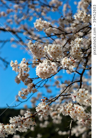 Tamai palace 39452603