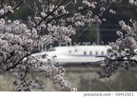 盛開的櫻花和子彈頭列車 盛開的櫻花和子彈頭列車 39452921