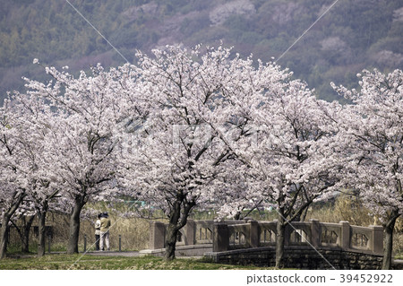 Take a walk under the cherry tree Take a walk under the cherry tree 39452922