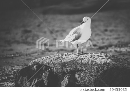 Seagull on the beach. 39455085