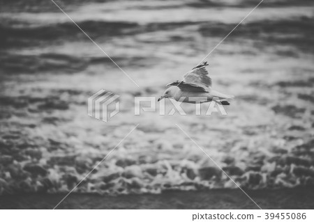 Seagull on the beach. Seagull on the beach. 39455086