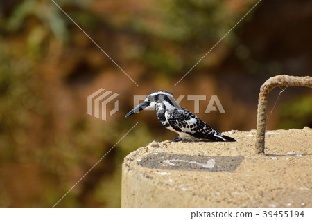 Pied Kingfisher bird perched in sunlight Pied Kingfisher bird perched in sunlight 39455194