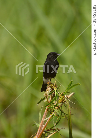 Pied Bushchat male near Sangli, Maharashtra Pied Bushchat male near Sangli, Maharashtra 39455195