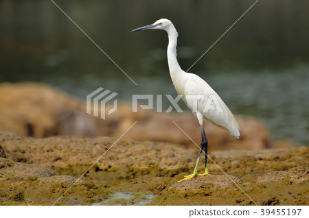 Little Egret near Sangli, Maharashtra 39455197