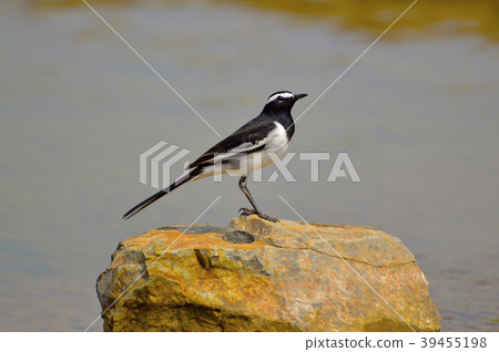 White Browed Wagtail near Sangli, Maharashtra 39455198